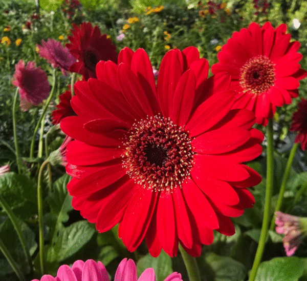 Garvinea® Gerbera Daisy Photo 1