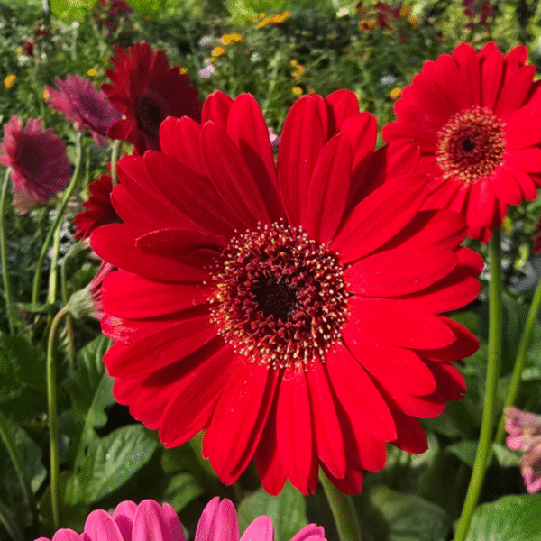 Garvinea® Gerbera Daisy