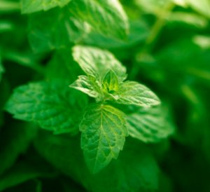 Mint
