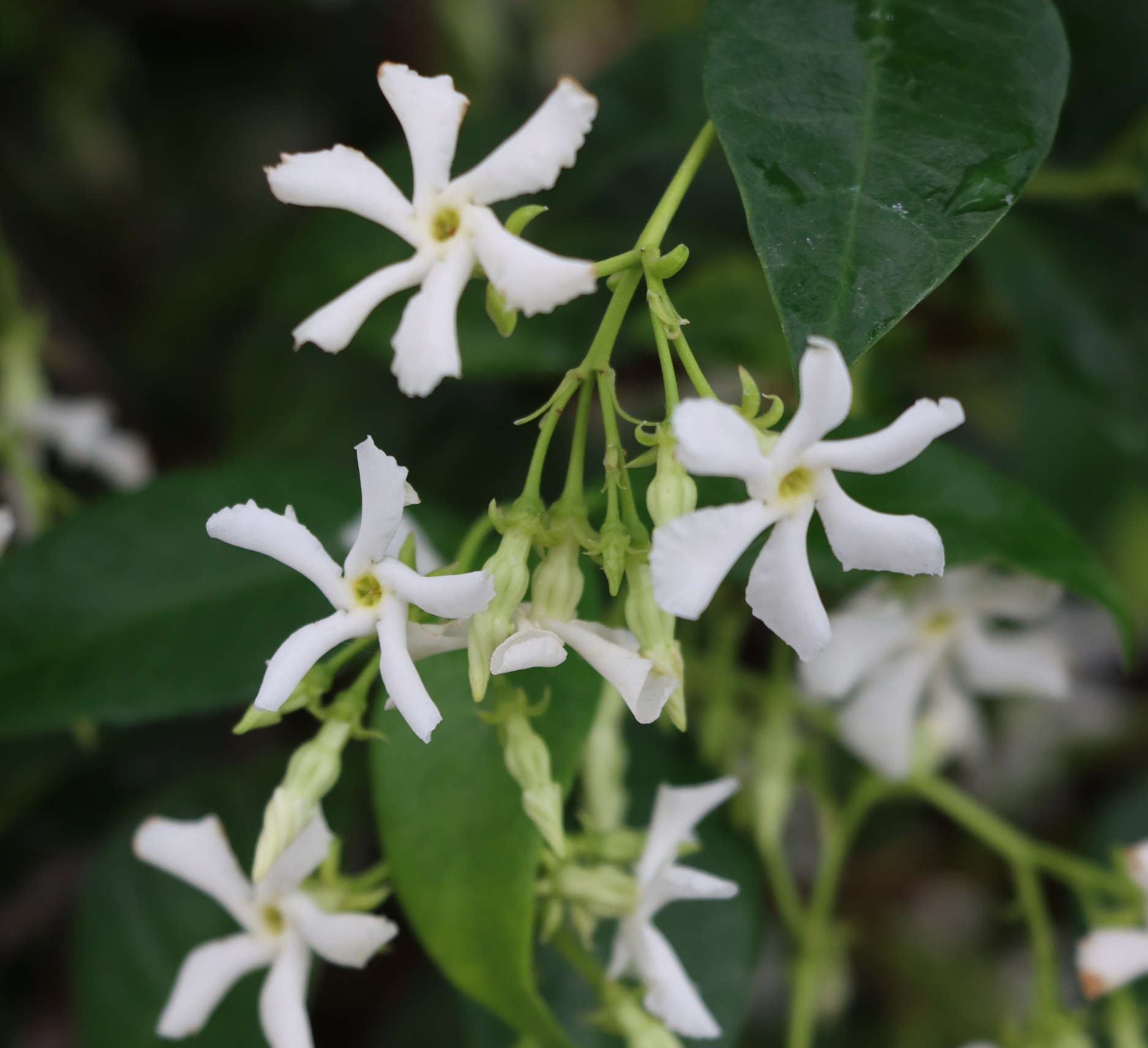 Star Jasmine