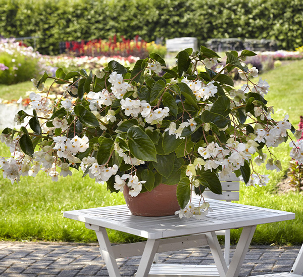 Dragon Wing Begonia | Calloway's Nursery