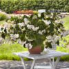 Dragon Wing Begonia
