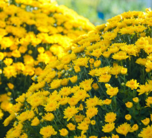 Yellow Perennial Garden Mums