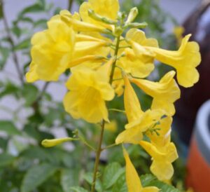 Yellow Esperanza