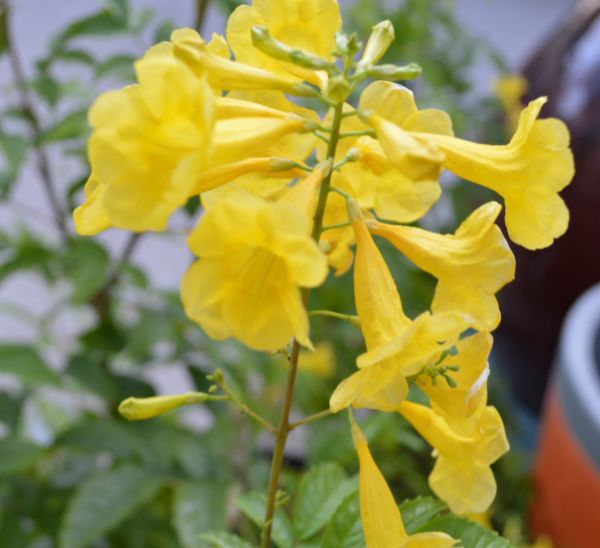 Link to Tropical Color Shrubs product page