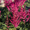 Astilbe