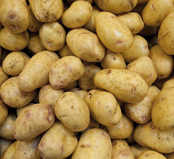 Yukon Gold Seed Potato
