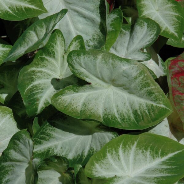 Aaron Caladium Plant