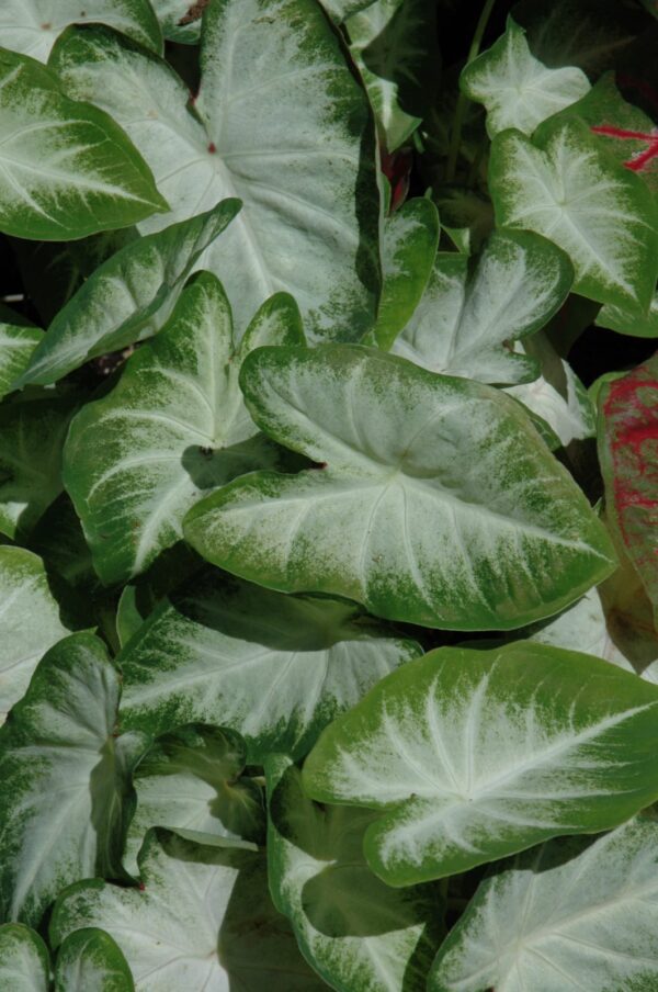 Aaron Caladium Plant