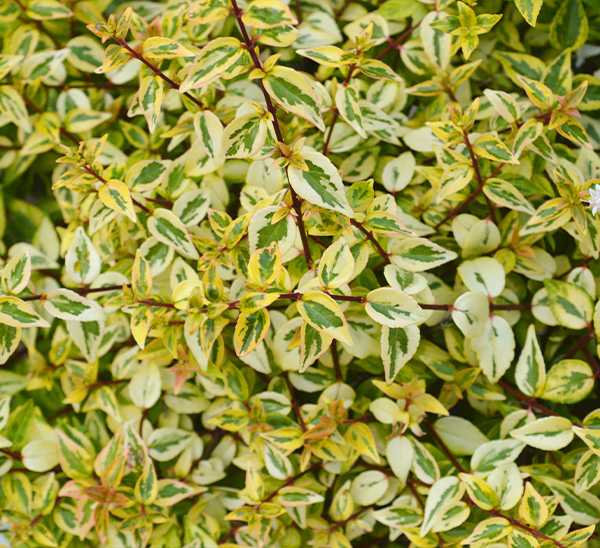 Abelia 