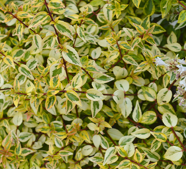 Kaleidoscope Abelia	
