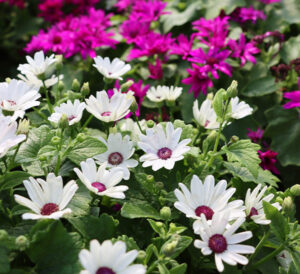 Sunscape Daisies