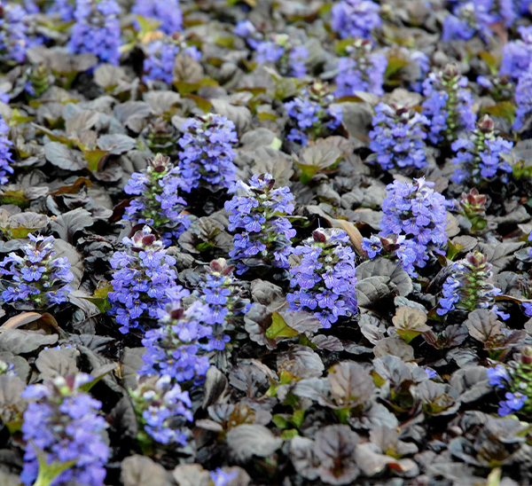 Groundcover 
