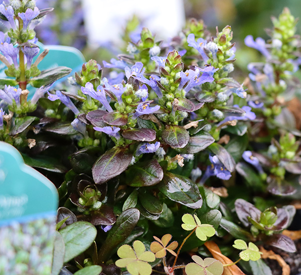 Groundcovers 