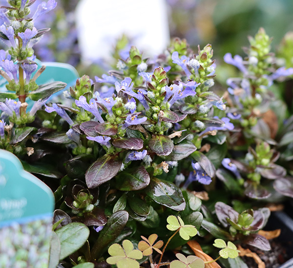Groundcovers 