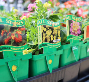 All Star plants