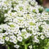 Alyssum