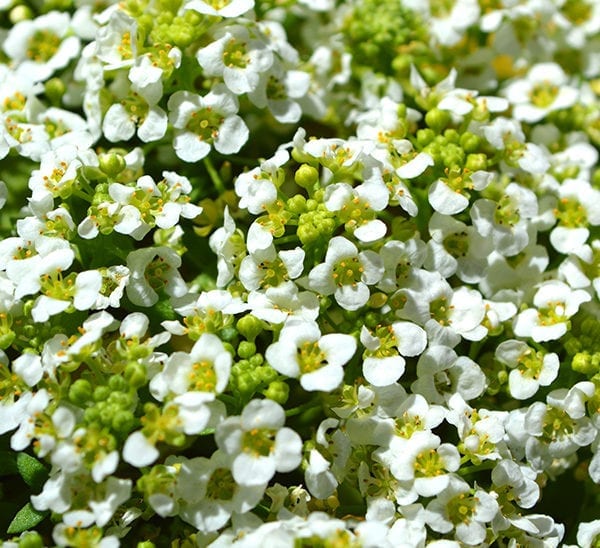 Sweet Alyssum