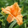 Daylily