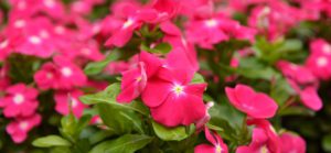 Cora® XDR Vinca