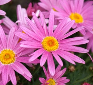argyranthemum pink