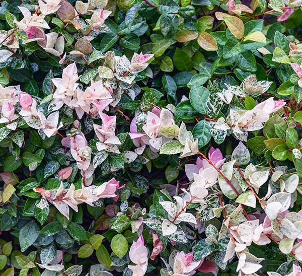 Link to Groundcover  product page