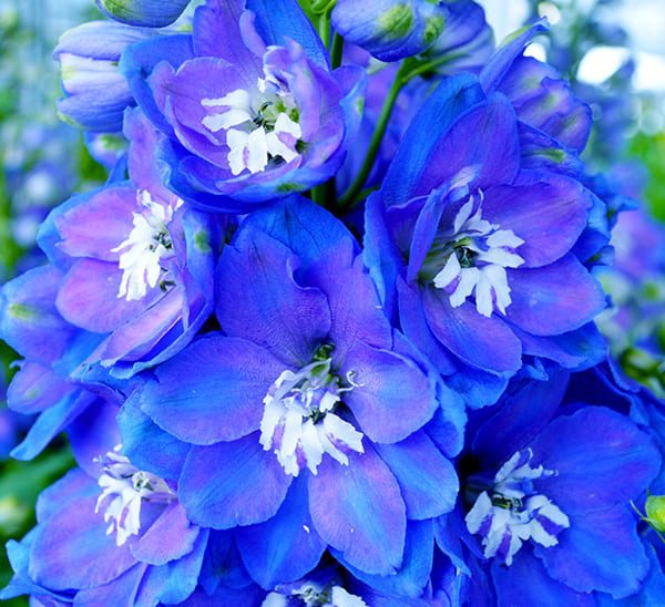 Aurora™ Blue Delphinium