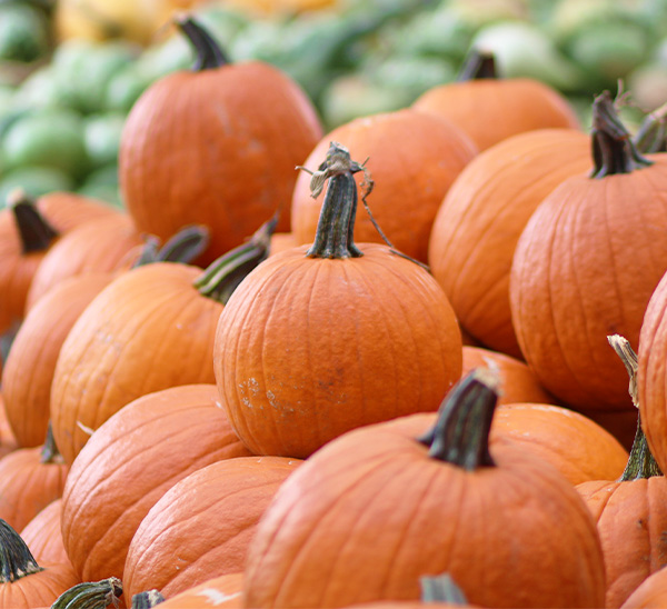 Autumn Harvest 