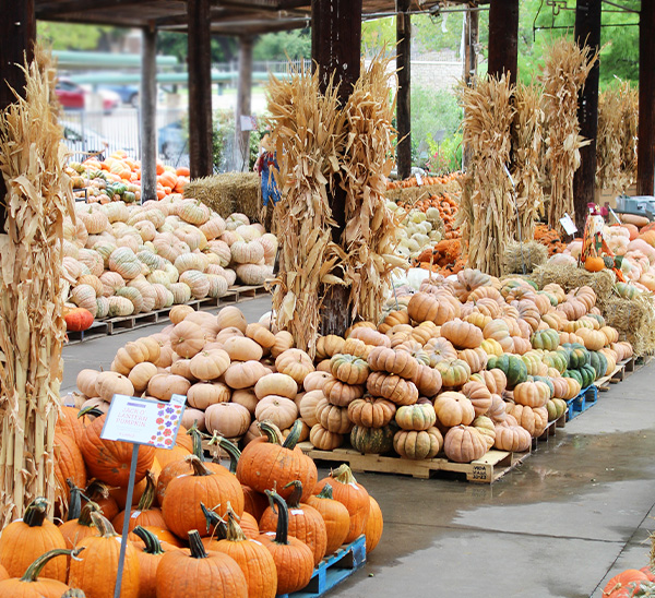 Link to Autumn Harvest  product page