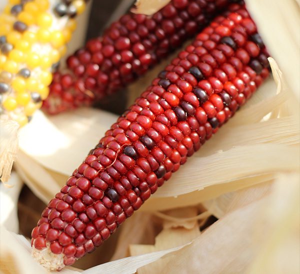 Autumn Harvest 