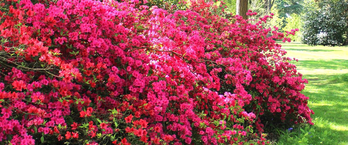 River Oaks Garden ClubAzalea Trail