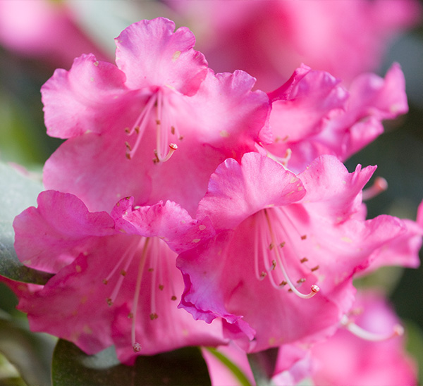 Azaleas 