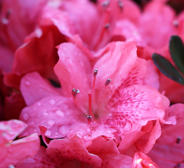 Azaleas