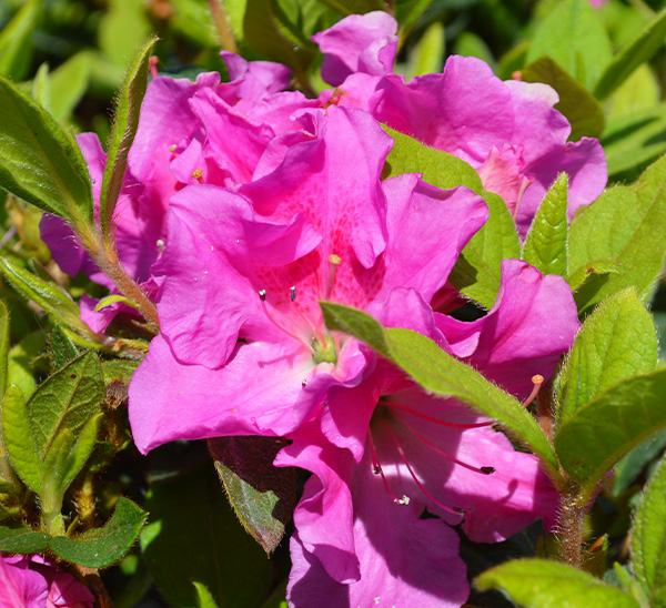 Encore® Azaleas 