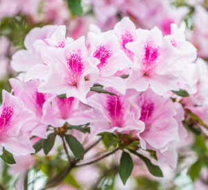 Encore® Azaleas Autumn Chiffon™