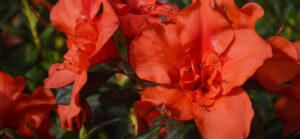 encore azaleas autumn embers - red blooms