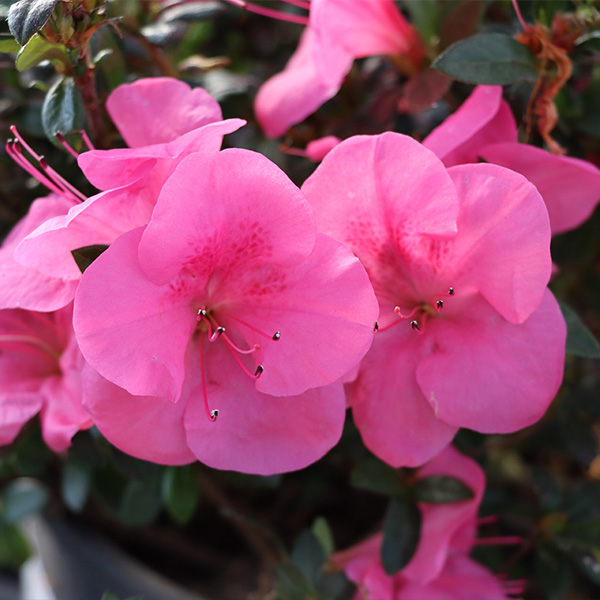 Azaleas