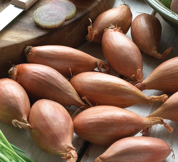 Banana Shallots Information and Facts