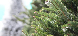 close up of green christmas tree