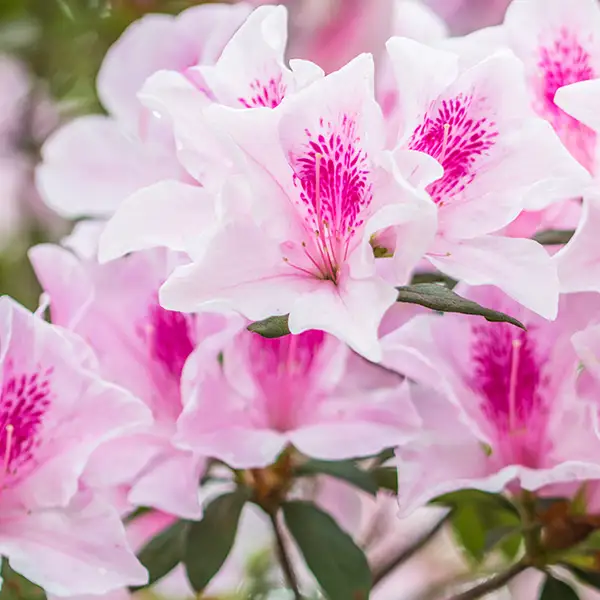 Link to Azaleas product page