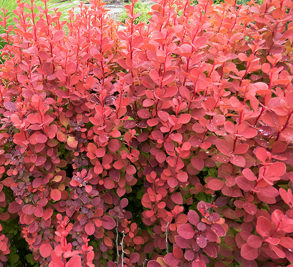 Barberry 