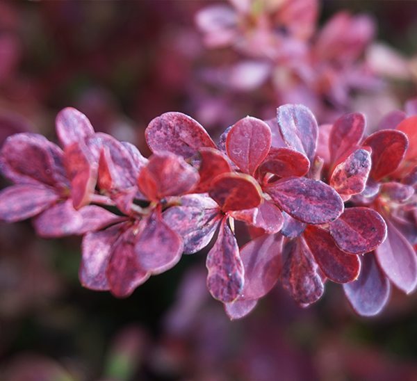 Link to Barberry product page