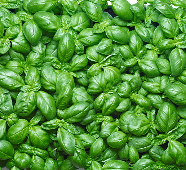 Blue Label Organic Herbs 