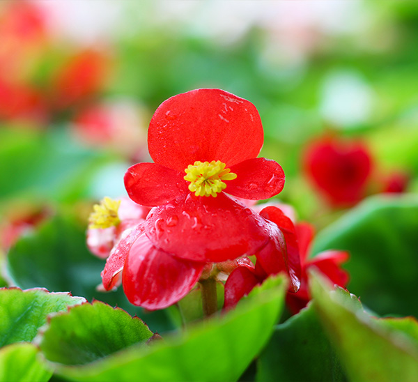 Begonias 
