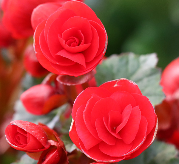 Rieger Begonias 