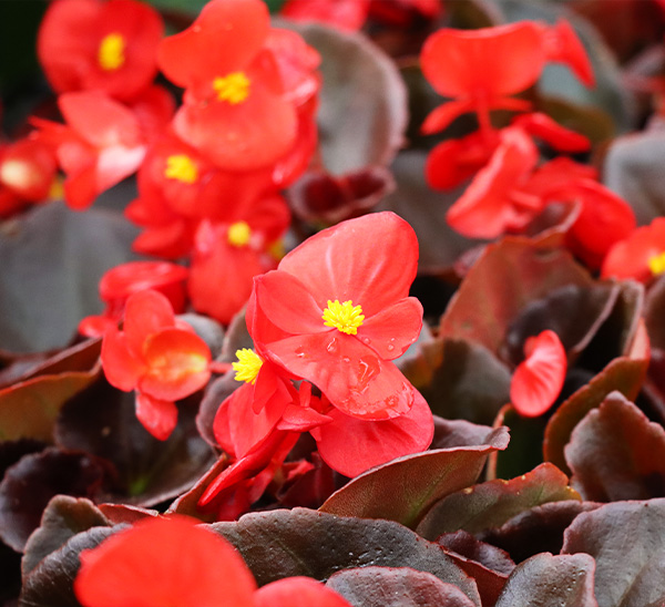 Senator iQ and Ambassador Begonias 