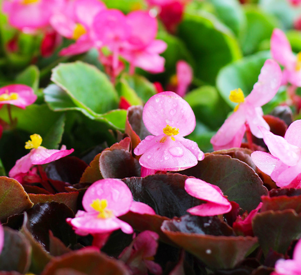 Link to Senator iQ & Ambassador Begonias and Beacon® Impatiens  product page