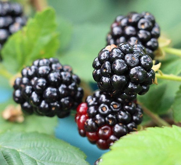 Link to Berries  product page