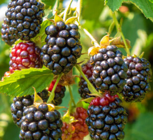 Blackberries