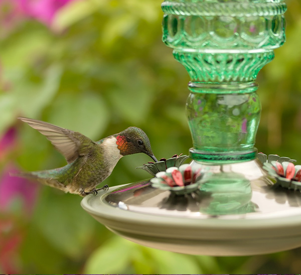 Birding 